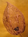 Alkekengi officinarum